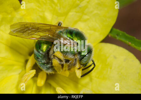 Il sudore Bee, Agapostemon sp., sulla serata dentata primrose, Calylophus serrulatus Foto Stock