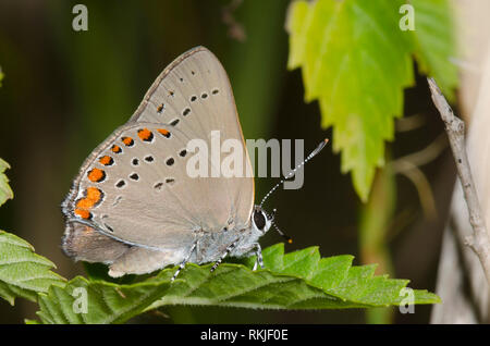 Coral Hairstreak, Satyrium tito Foto Stock