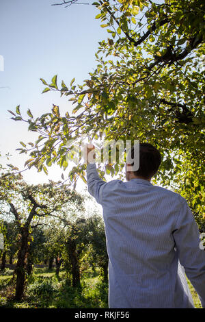 Un uomo strappa una mela da un albero Foto Stock