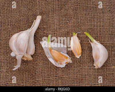 Crescere il proprio aglio, spicchi cresce su sfondo di Hesse. Giardinaggio Orticoltura. Foto Stock