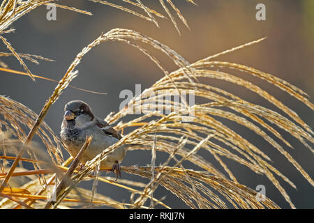 Sparrow siede in lamelle su una bella giornata estiva a Ammersee Foto Stock