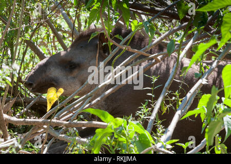 Sud Americana il tapiro (Tapirus terrestris), Aka tapiro brasiliano, maned tapiro, tapiro di pianura, "anta" all'interno del suo involucro allo Zoo di Asunción, Paraguay Foto Stock