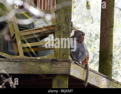 Silver Springs, in Florida, Stati Uniti d'America. 11 feb 2019. Un macaco rhesus monkey siede sotto il portico di una cabina abbandonate lungo il fiume d'argento in Silver Springs State Park nel febbraio 11, 2019 in Silver Springs, in Florida. Il parco è la patria di almeno 300 dei primati, che sono nativi di Asia e sono discendenti di un piccolo gruppo di animali che sono sfuggiti nella foresta dopo essere stato portato nella zona negli anni trenta e quaranta come attrazione turistica. Credito: Paul Hennessy/Alamy Live News Foto Stock