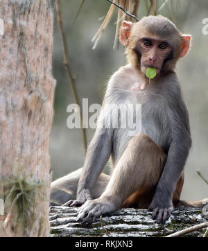 Silver Springs, in Florida, Stati Uniti d'America. 11 feb 2019. Un macaco rhesus monkey alimenta mentre è seduto su un albero lungo il fiume d'argento in Silver Springs State Park nel febbraio 11, 2019 in Silver Springs, in Florida. Il parco è la patria di almeno 300 dei primati, che sono nativi di Asia e sono discendenti di un piccolo gruppo di animali che sono sfuggiti nella foresta dopo essere stato portato nella zona negli anni trenta e quaranta come attrazione turistica. Credito: Paul Hennessy/Alamy Live News Foto Stock