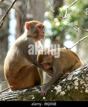 Silver Springs, in Florida, Stati Uniti d'America. 11 feb 2019. Una coppia di macaco rhesus monkeys sedersi su un albero lungo il fiume d'argento in Silver Springs State Park nel febbraio 11, 2019 in Silver Springs, in Florida. Il parco è la patria di almeno 300 dei primati, che sono nativi di Asia e sono discendenti di un piccolo gruppo di animali che sono sfuggiti nella foresta dopo essere stato portato nella zona negli anni trenta e quaranta come attrazione turistica. Credito: Paul Hennessy/Alamy Live News Foto Stock