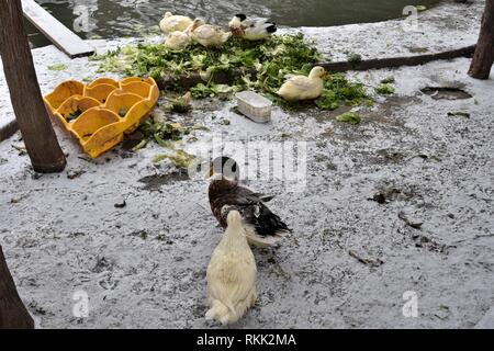 Ankara, Turchia. Xvii gen, 2019. Anatre può essere visto nel famoso Parco di Kugulu durante una giornata nevosa. Credito: Altan Gocher | in tutto il mondo di utilizzo/dpa/Alamy Live News Foto Stock