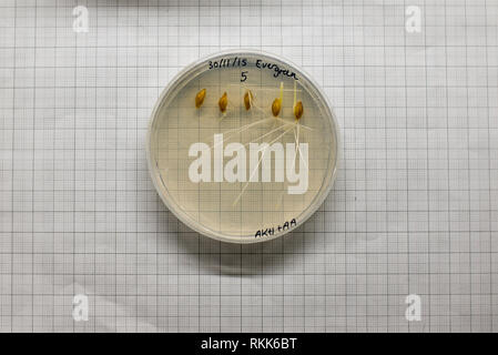 Piastre Petri di plastica con esperimento di crescita di semi di grano su agar in un laboratorio Foto Stock