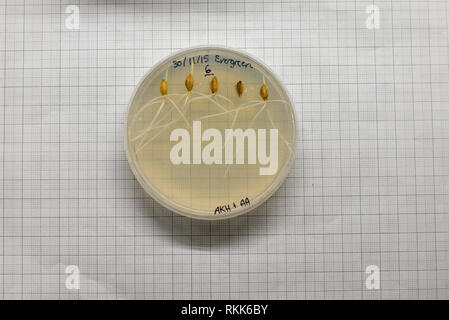 Piastre Petri di plastica con esperimento di crescita di semi di grano su agar in un laboratorio Foto Stock