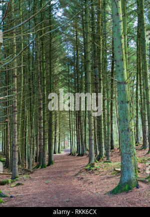 Percorso attraverso il bosco a Beecraigs Country Park, West Lothian, Scozia, Regno Unito Foto Stock