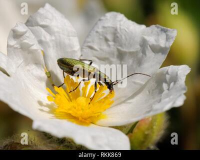 Falso blister beetle (Chrysanthia viridissima) alimentazione di polline su Rock Rose (Cistus SP.), fiori di Port Cros Island National Park, Francia. Foto Stock