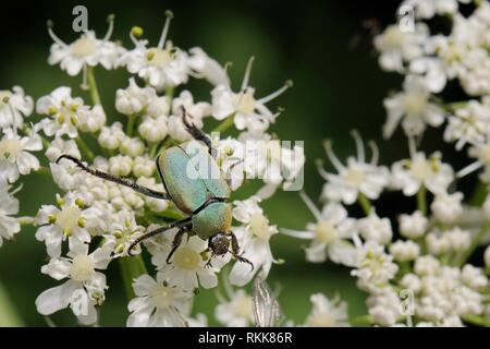 Flower chafer (Hoplia argentea) alimentazione su comuni hogweed (Heracleum sphondylium) fiori, sulle Alpi Giulie, Slovenia, Luglio. Foto Stock