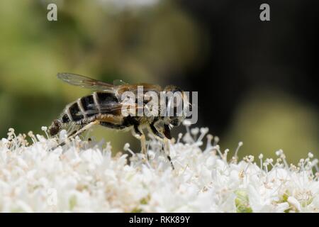 Passare il puntatore del mouse-fly (Eristalis arbustorum) alimentazione dal Cretan origano fiori (Origanum onites), Lesbo / Lesbo, Grecia, maggio. Foto Stock