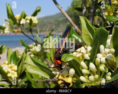 Mammoth wasp / solitario gigante wasp (Megascolia maculata maculata) alimentazione femmina dal giapponese di simulazione di fiori d'arancio (Pittosporum tobira), di Lesbo. Foto Stock