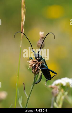 Il muschio beetle (Aromia moschata) su flowerhead, Germania. Foto Stock