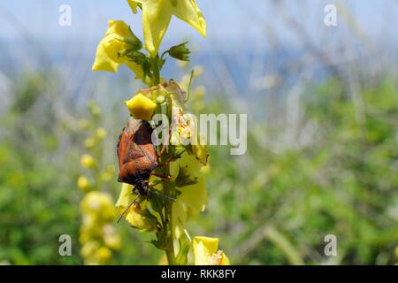 Scudo rosso bug / Mediterraneo stink bug (Carpocoris mediterraneus) su ondulato-leaf mullein (Molène undulatum) fioritura sulla costa, Lesbo, Grecia, può Foto Stock