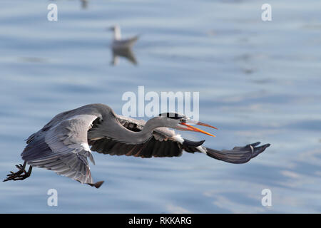 Grande heron volando sul fiume Douro nel nord del Portogallo in un atteggiamento aggressivo Foto Stock