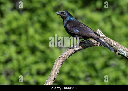 Grackle comune, Quiscalus quiscula, su moss registro coperto contro un naturale foresta verde sullo sfondo Foto Stock