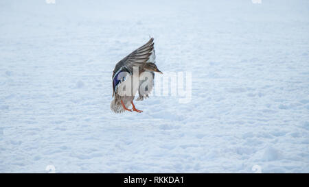 Un anatra è lo sbarco in snow Foto Stock