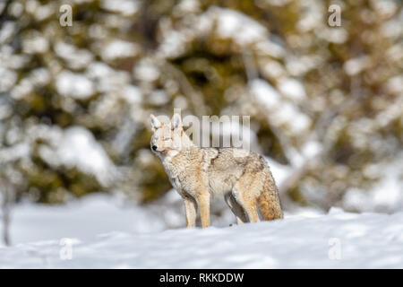 Coyote (Canis latrans) nel Parco Nazionale di Yellowstone, STATI UNITI D'AMERICA Foto Stock