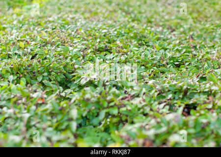Boccola verde o parete di arbusti e di primavera. Messa a fuoco selettiva. Foto Stock
