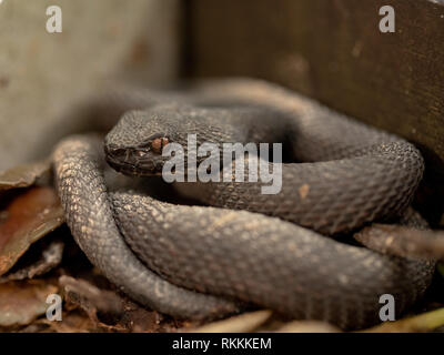 Piccola buca di mangrovie Viper, Trimeresurus purpureomaculatus, appoggiato dalla Boardwalk ringhiera. Foto Stock