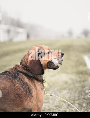 Cane Beagle nella neve Foto Stock