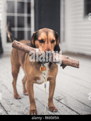 Cane Beagle nella neve Foto Stock