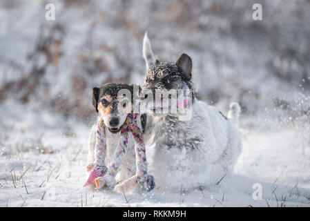 Due simpatici cani di piccola taglia sono giocare nella neve con una sfera - Jack Russell Terrier hound - capelli stile rotto Foto Stock