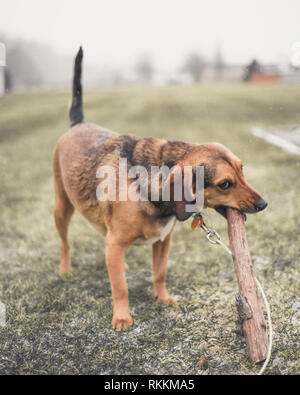 Cane Beagle nella neve Foto Stock
