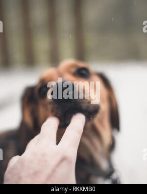 Cane Beagle nella neve Foto Stock