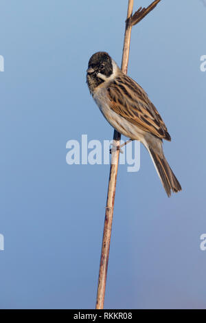 Reed Bunting (Emberiza schoeniclus), maschio adulto in livrea invernale arroccato su un reed Foto Stock