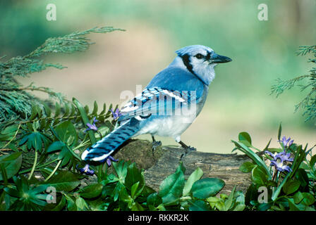 Bella Bluejay, cyanocitta cristatta, appollaiate sul log in giardino di primavera con le viole, Missouri USA Foto Stock