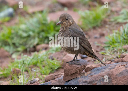 Passero Solitario (Monticola solitarius), femmina adulta in piedi sul suolo Foto Stock