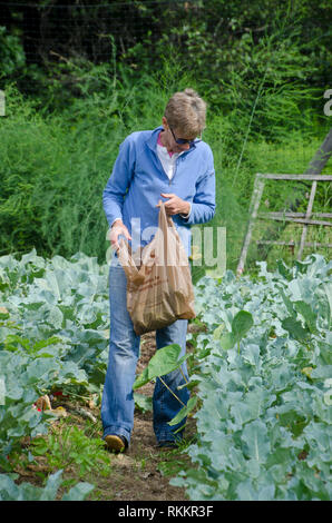 Senior Donna che cammina la fila di kale in orto con il sacchetto per la raccolta di kale, comunità giardino, Maine, Stati Uniti d'America Foto Stock