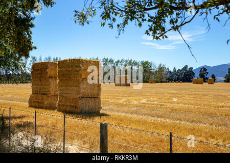 Aggiornato balle di fieno accatastate in un campo rurale in una fattoria in estate, Canterbury, Nuova Zelanda Foto Stock