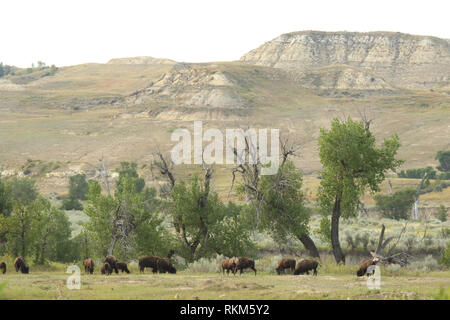 Un bisonte Americano mandria lungo un pioppi neri americani rivestita di fiume nel Badlands Foto Stock