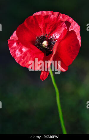 Delicato rosso papavero comune fiore nel vento su di un verde giardino di primavera. Movimenti dolci nella brezza. (Papaver rhoeas). Foto Stock