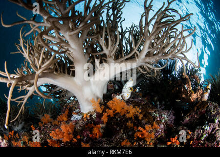 Una sana coralli molli prosperano su una scogliera di Raja Ampat, Indonesia. Questa bellissima e remota regione è nota per la sua straordinaria biodiversità marina. Foto Stock