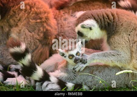 Close up di un anello tailed lemur (Lemur catta) con un lemure bambino Foto Stock