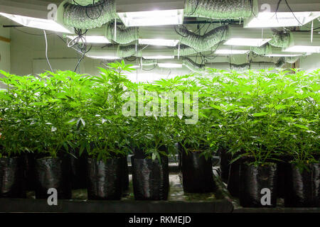 La cannabis legale crescere serie camera - coltivazione di marijuana e la coltivazione di piante in sacchi sotto le luci Foto Stock