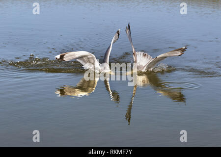 Due gabbiani in lotta per il pesce con la testa sott'acqua di giorno d'estate e di sole Foto Stock