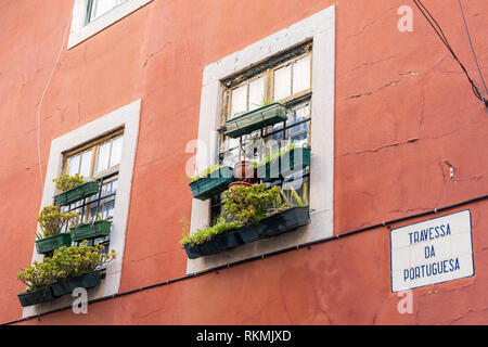Lisbona, Portogallo - 01/03/19: finestra scatole succulenti e scatole di piante, piante in vaso. Il vecchio edificio rosso, bianco serramenti, Rusty antico telaio di finestra wit Foto Stock