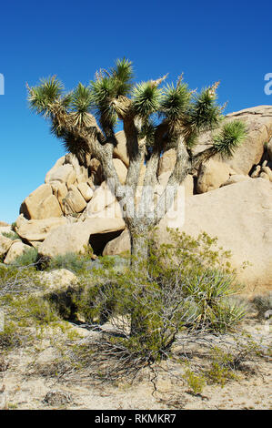 Joshua Tree Cactus, Deserto Mojave California, Joshua Tree National Park Foto Stock