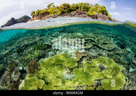 Una sana coralli duri prosperare in Raja Ampat, Indonesia. Questa bellissima e remota regione è nota per la sua straordinaria biodiversità marina. Foto Stock