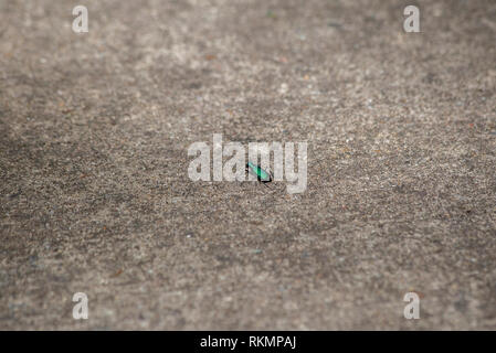 Sei-spotted tiger beetle (Cicindela sexguttata) scurrying lungo il cemento Foto Stock