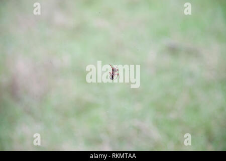 Avvistato orb weaver spider appesi da un pezzo di nastro e mangiare un insetto Foto Stock