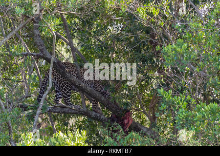 Il Leopard in attesa della preda sull'albero. Masai Mara, Kenya Foto Stock