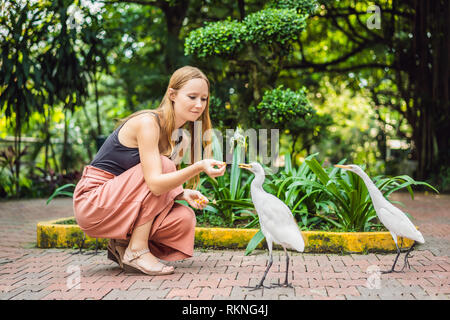 Giovane donna ibes di alimentazione nel parco. Garzetta airone guardabuoi Bubulcus ibis Waters Edge Foto Stock