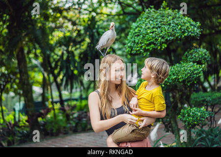 Madre e figlio ibes di alimentazione nel parco. Garzetta airone guardabuoi Bubulcus ibis Waters Edge. La famiglia trascorre del tempo nel parco insieme Foto Stock