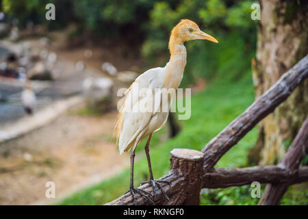 Garzetta airone guardabuoi Bubulcus ibis Waters Edge Foto Stock